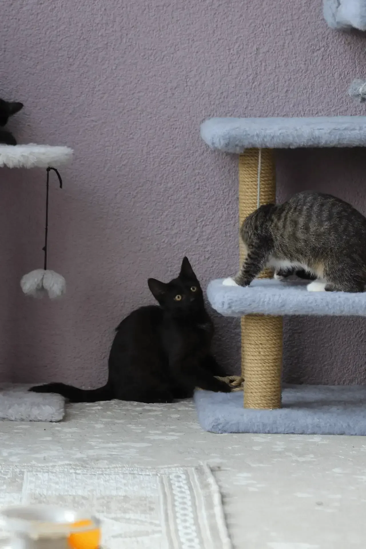 Кот в каждый дом😸 - миниатюра 6