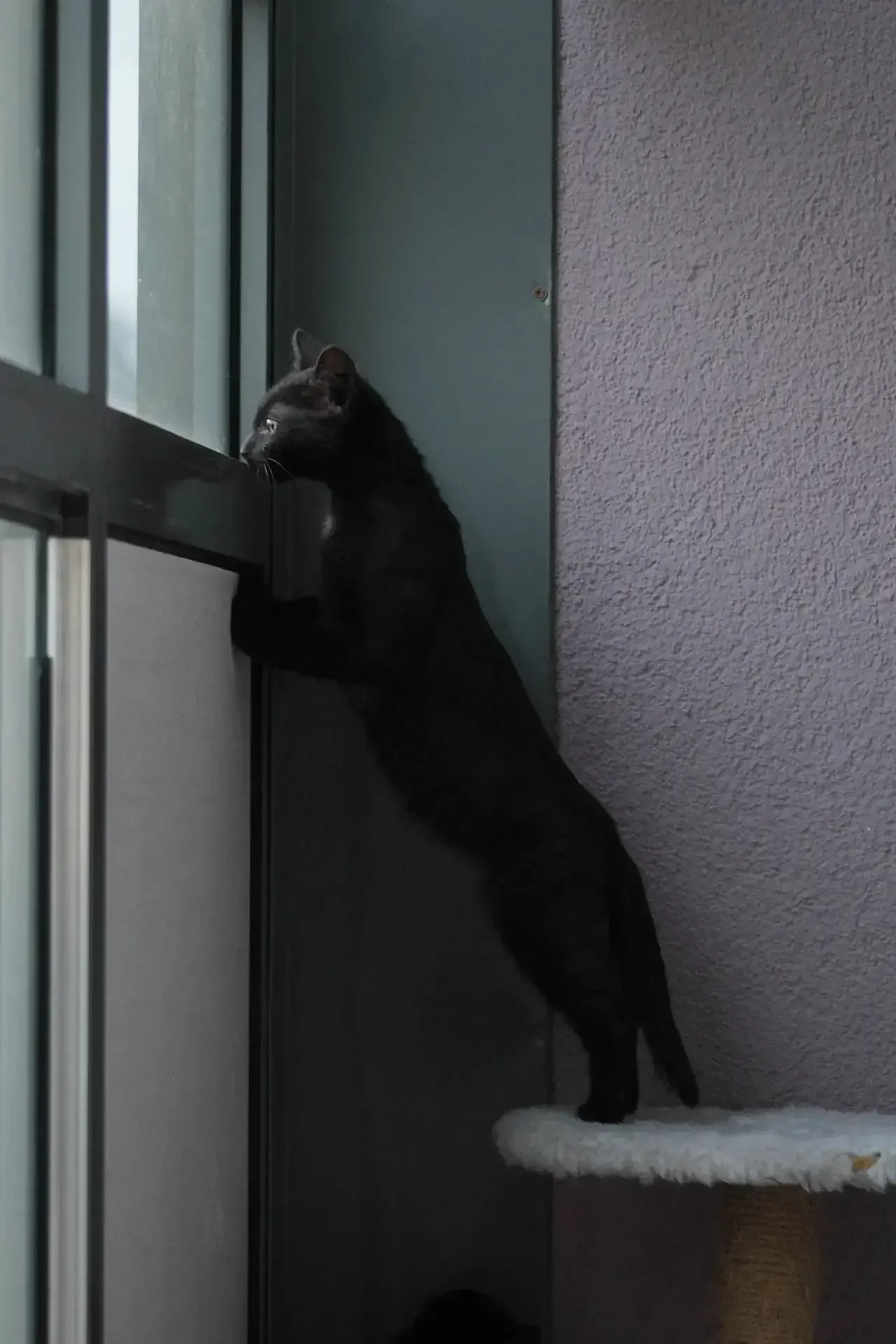 Кот в каждый дом😸 - миниатюра 7
