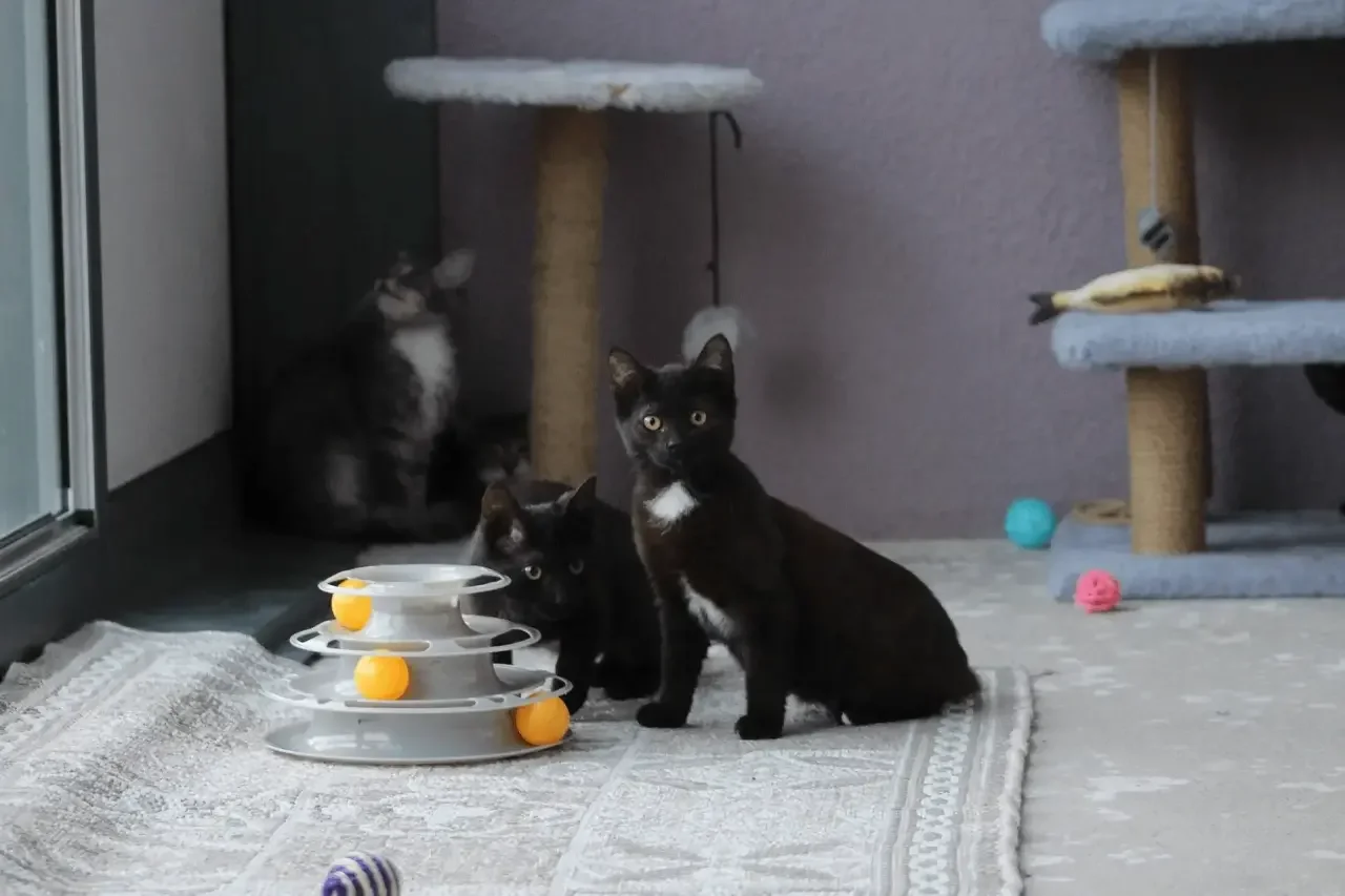 Кот в каждый дом😸 - миниатюра 9