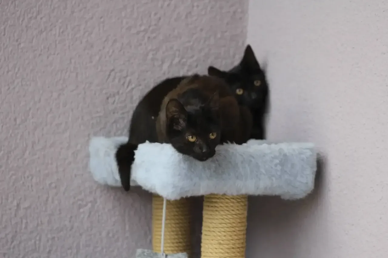 Кот в каждый дом🏠 - миниатюра 3