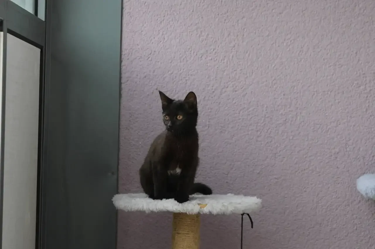 Кот в каждый дом🏠 - миниатюра 5