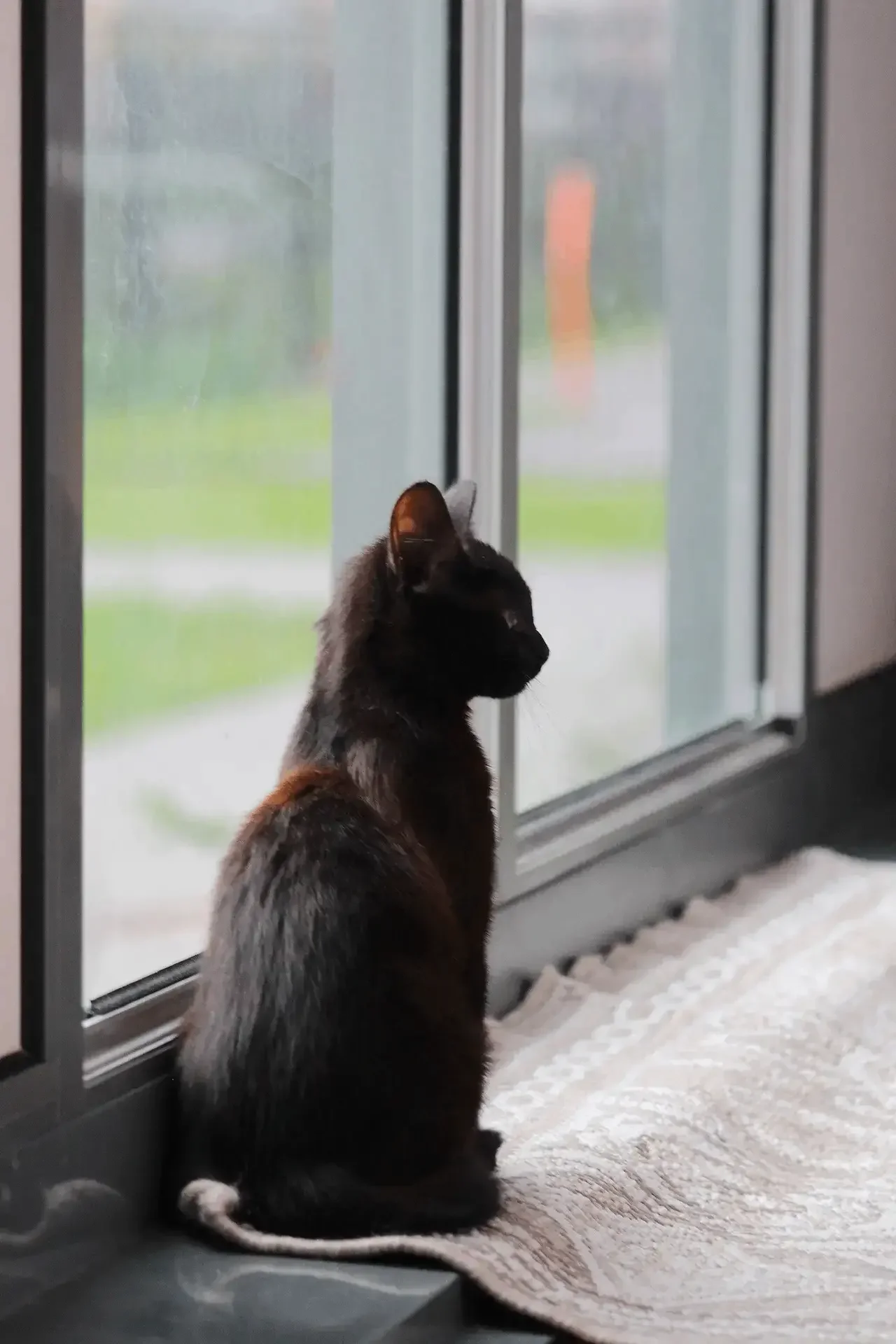 Кот в каждый дом🏠 - миниатюра 6