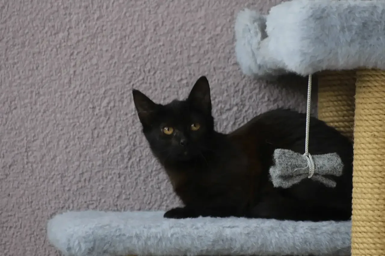 Кот в каждый дом🏠 - миниатюра 7