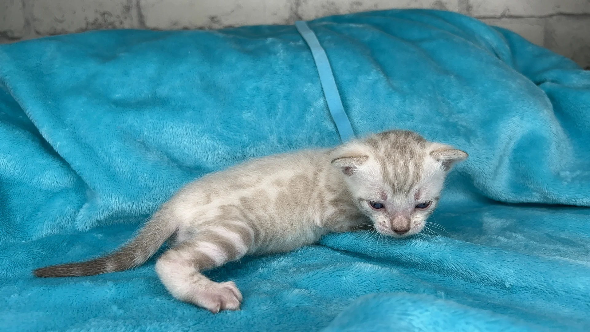 Клубные бенгальские котята - миниатюра 3