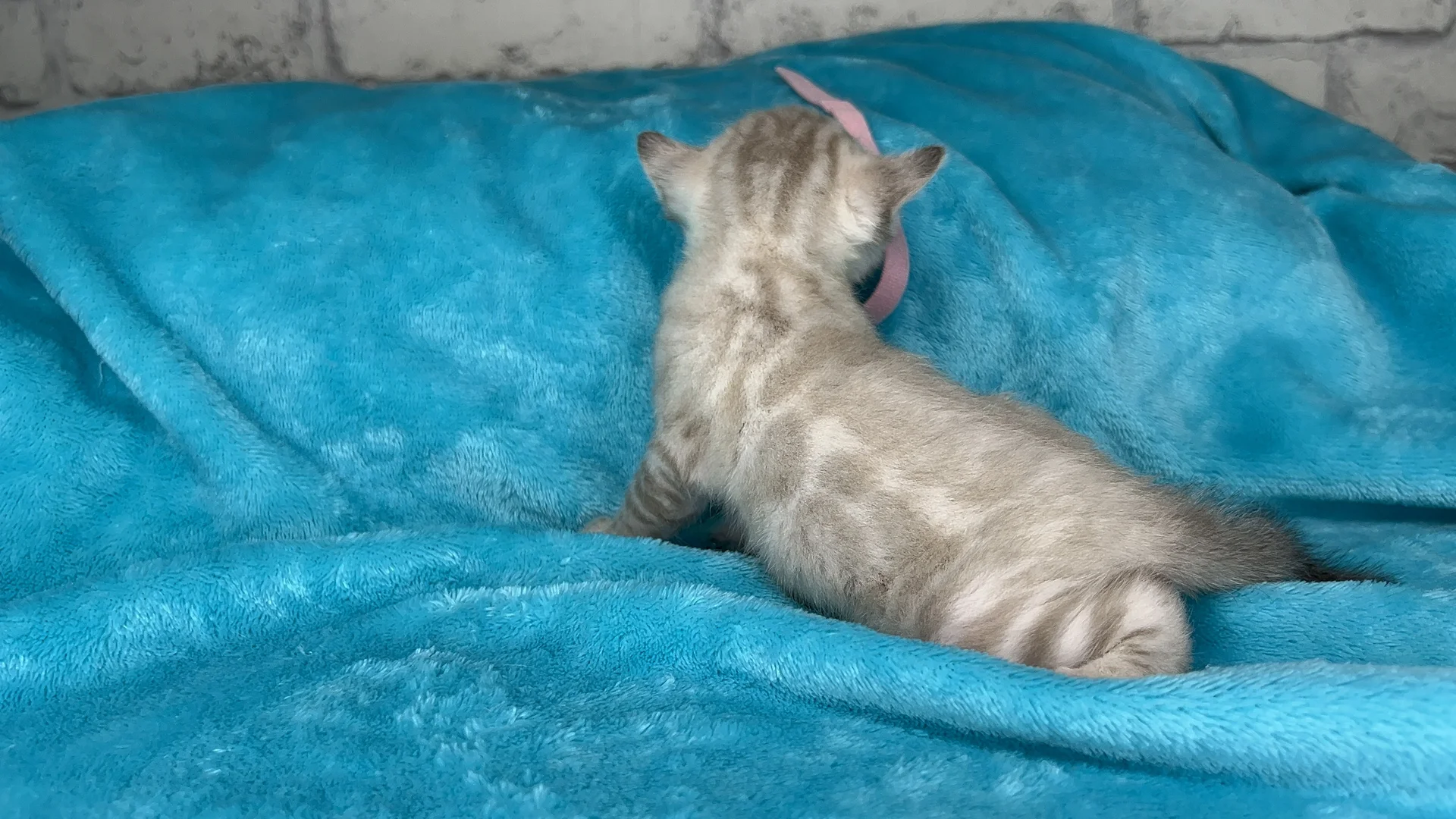 Клубные бенгальские котята - миниатюра 4
