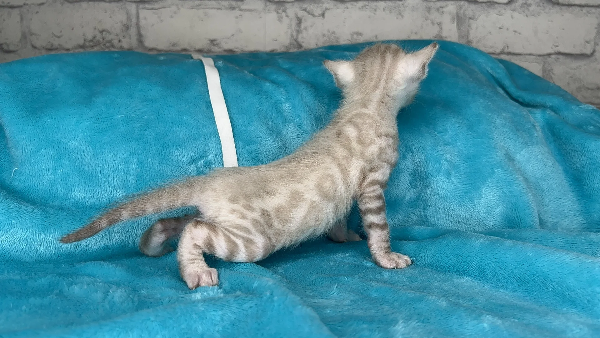 Клубные бенгальские котята - миниатюра 6