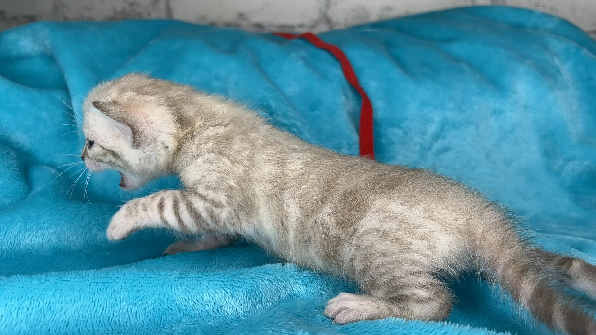 Клубные бенгальские котята - миниатюра 8
