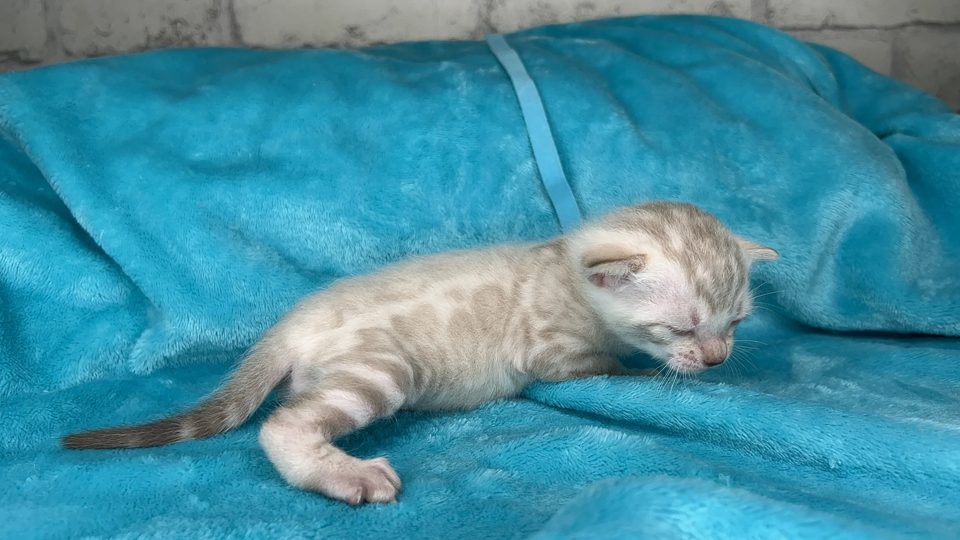 Клубные бенгальские котята - миниатюра 11