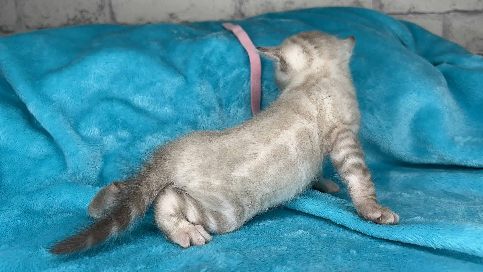 Клубные бенгальские котята - миниатюра 12