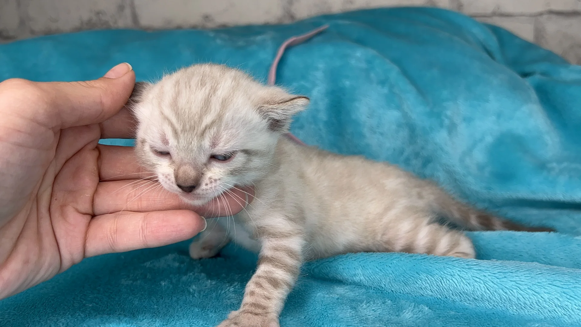 Клубные бенгальские котята - миниатюра 13