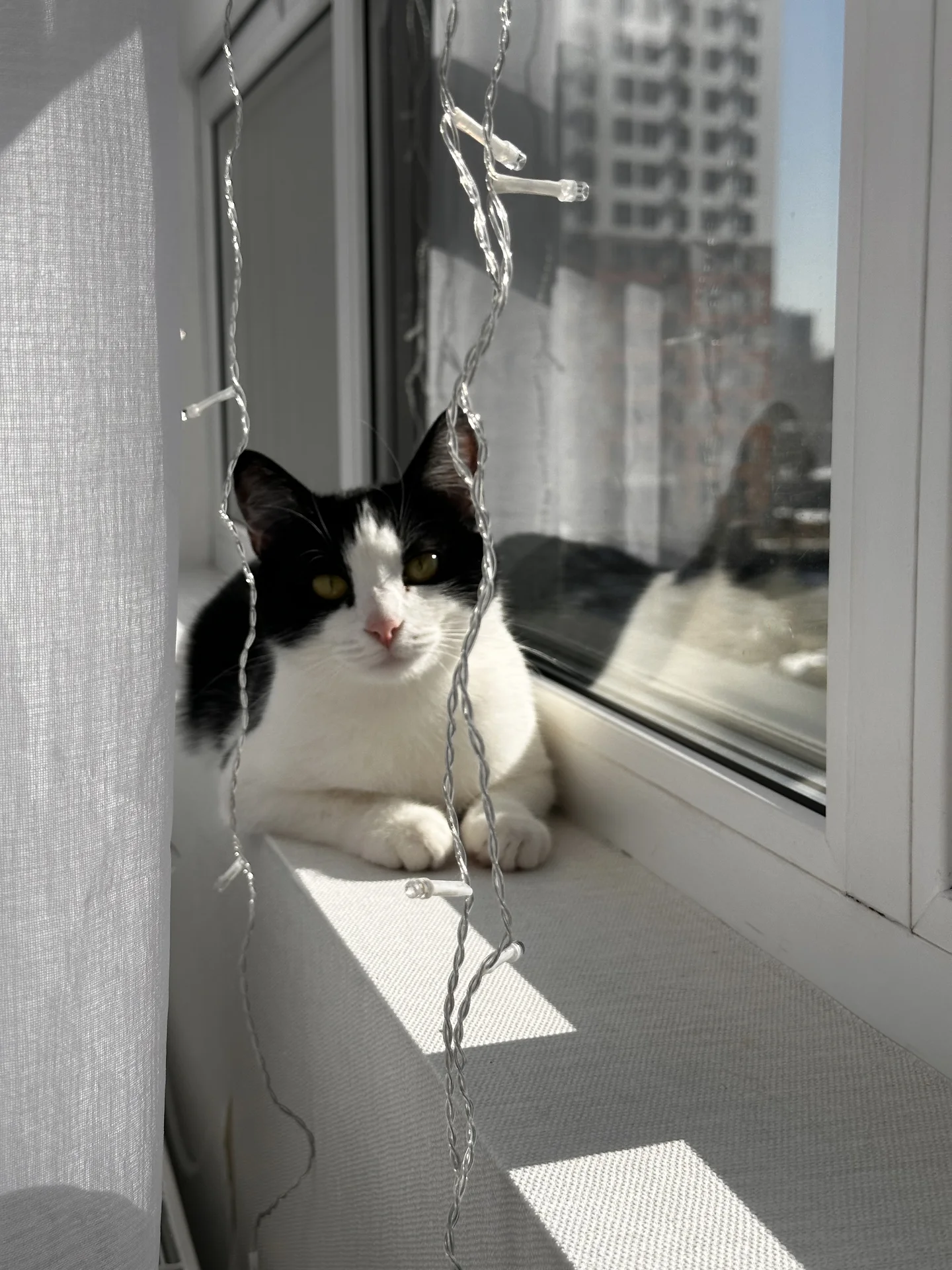 Кошечки подружки ищут дом - миниатюра 5