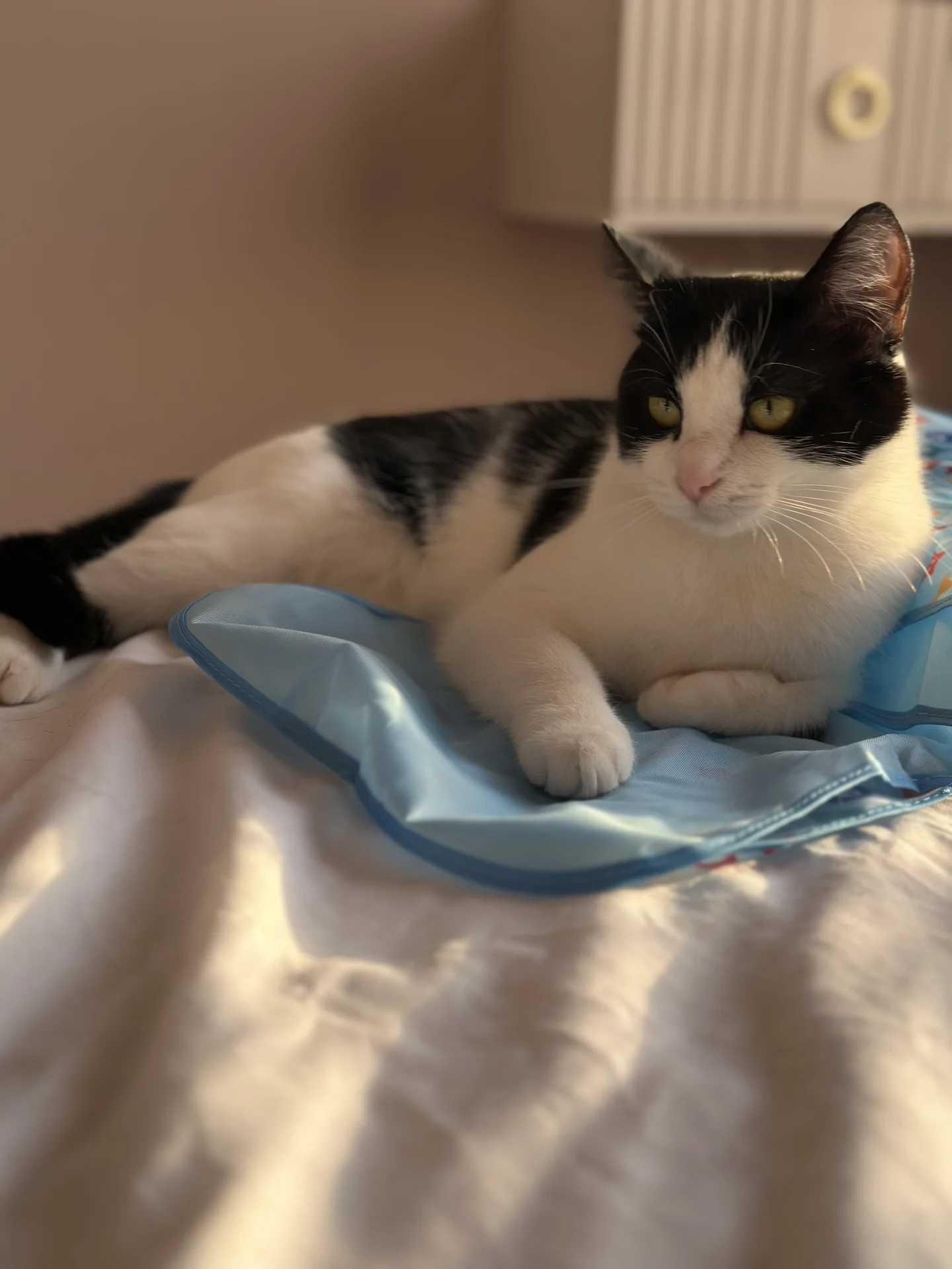 Кошечки подружки ищут дом - миниатюра 6