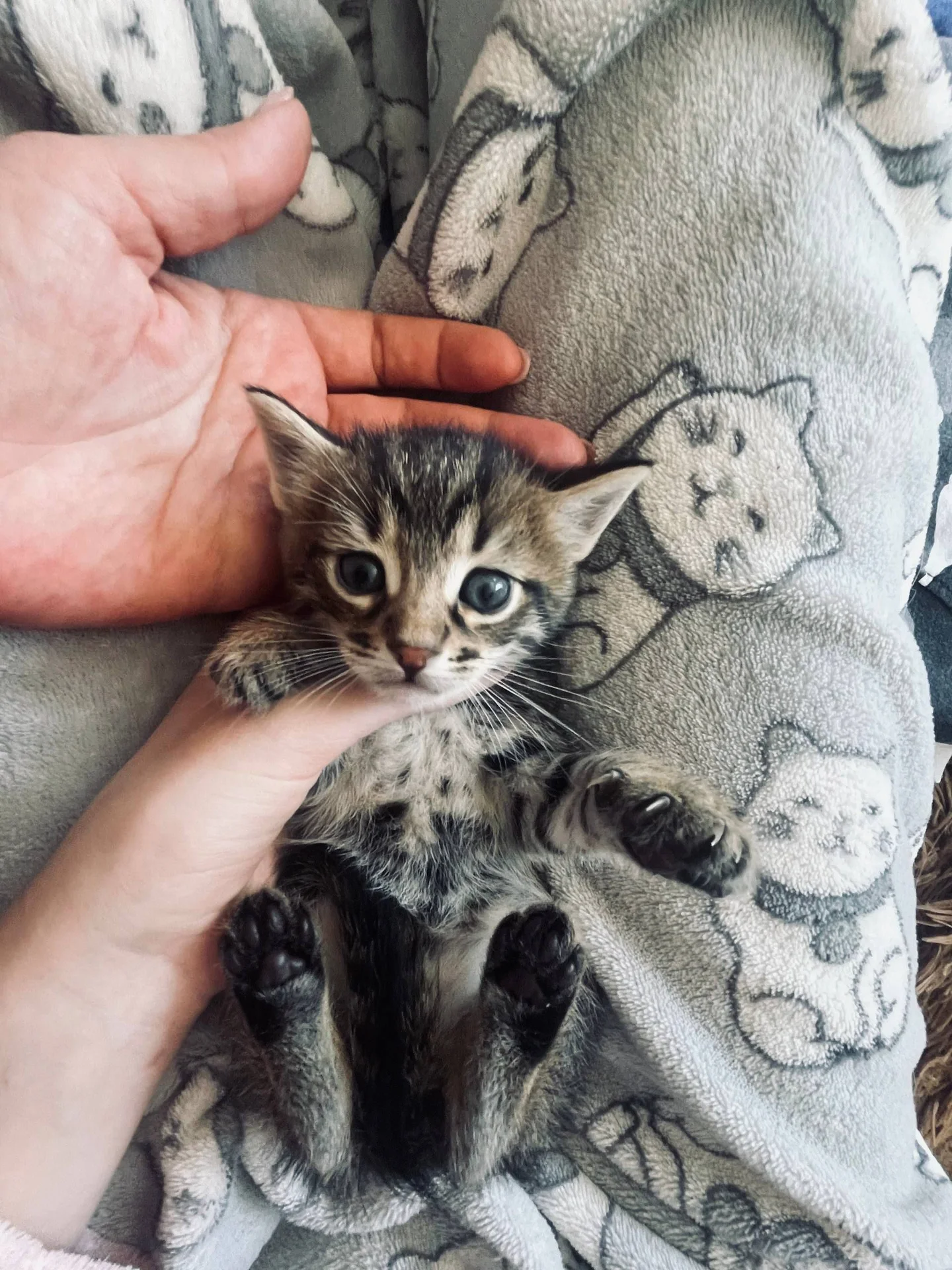 Котята в добрые руки - миниатюра 2