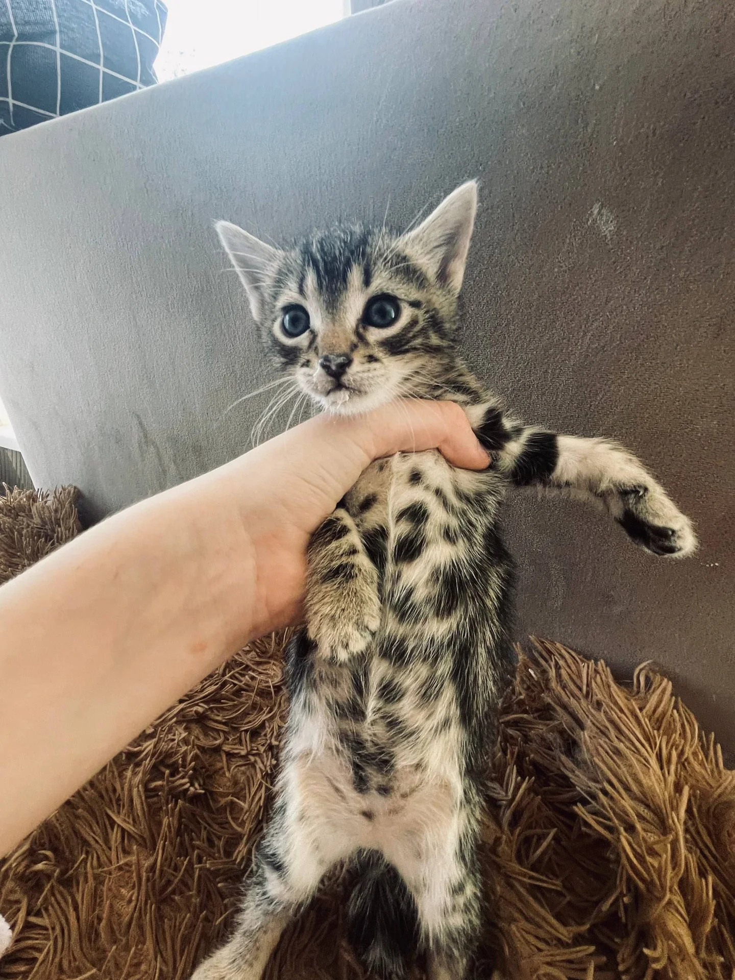 Котята в добрые руки - миниатюра 3