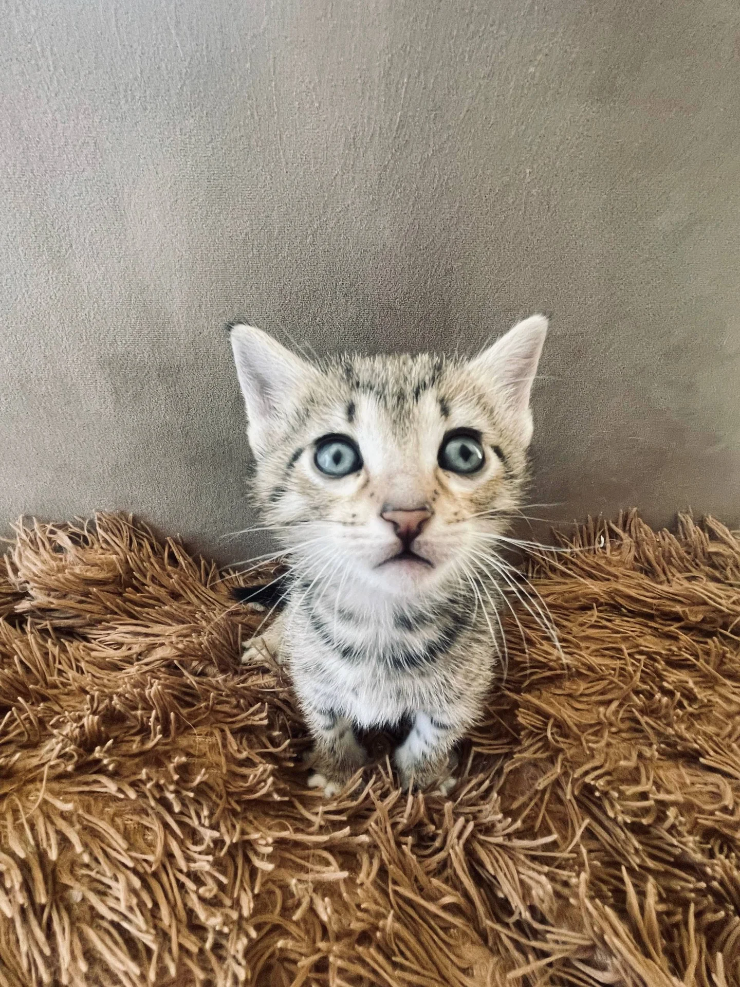 Котята в добрые руки - миниатюра 4