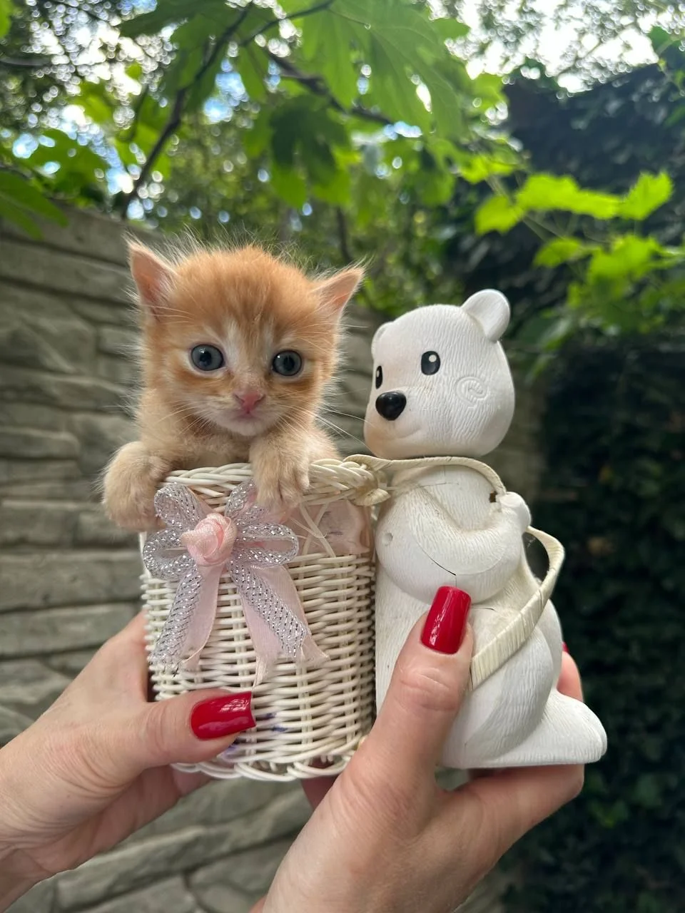 Котята ищут дом