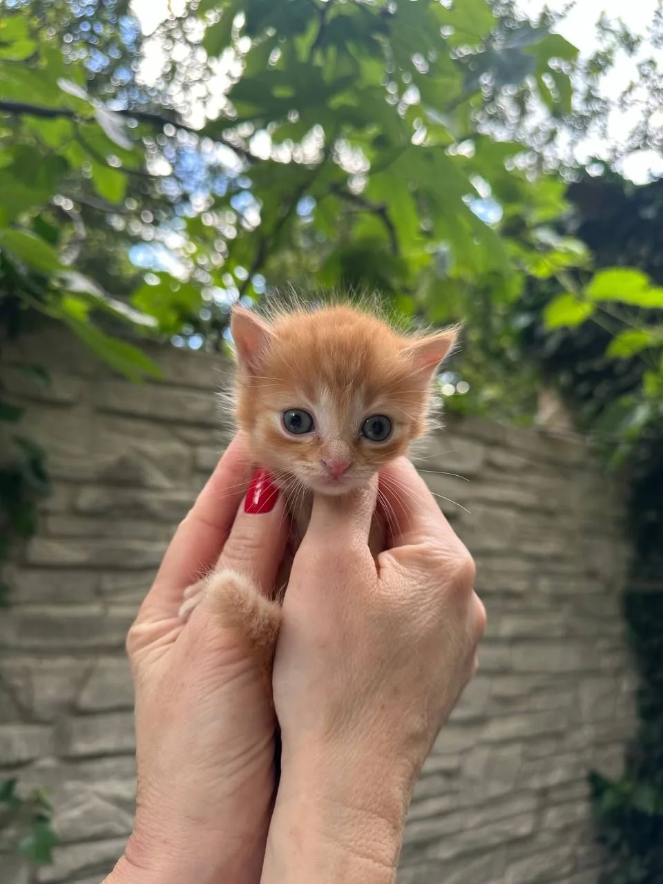 Котята ищут дом - миниатюра 2
