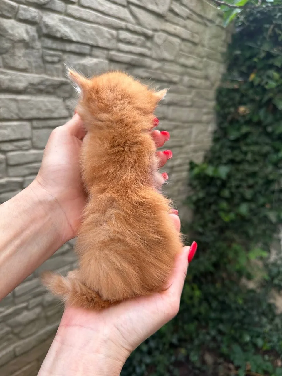 Котята ищут дом - миниатюра 3