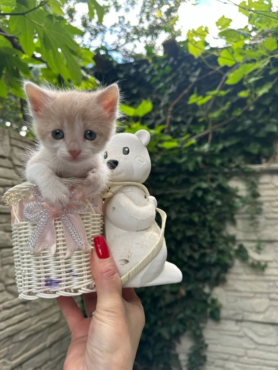 Котята ищут дом - миниатюра 4