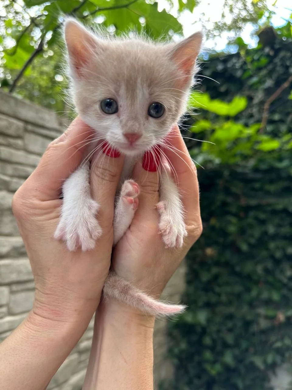 Котята ищут дом - миниатюра 5