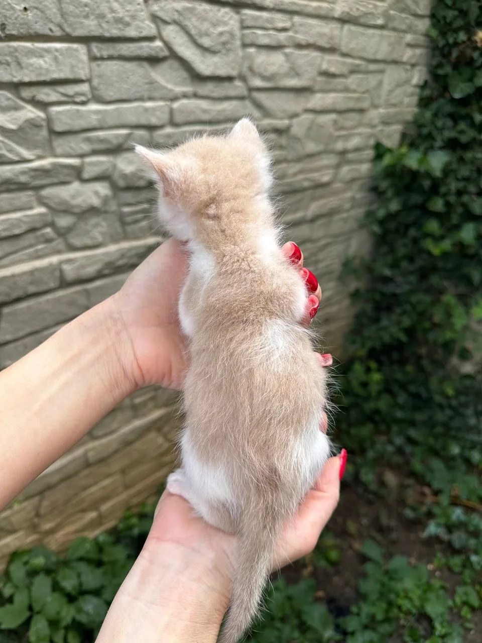 Котята ищут дом - миниатюра 6