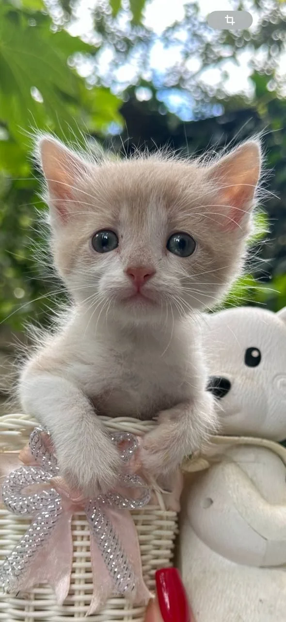 Котята ищут дом - миниатюра 7
