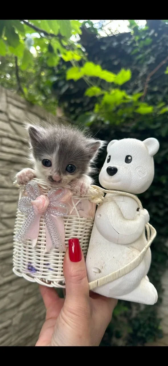 Котята ищут дом - миниатюра 8