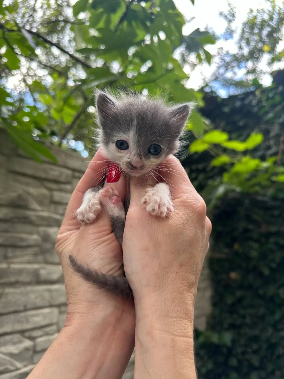 Котята ищут дом - миниатюра 9
