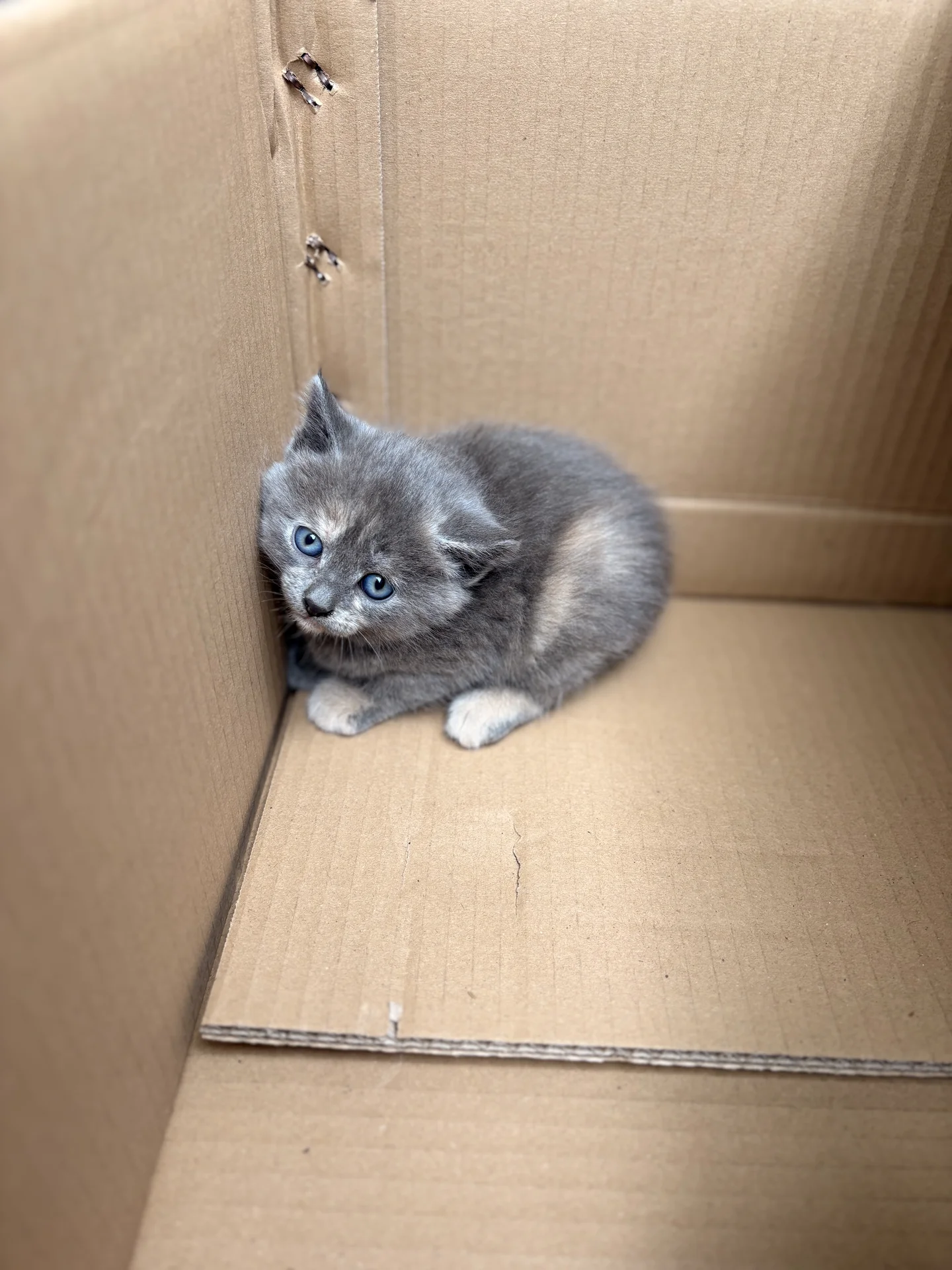 Котята в добрые руки - изображение 1