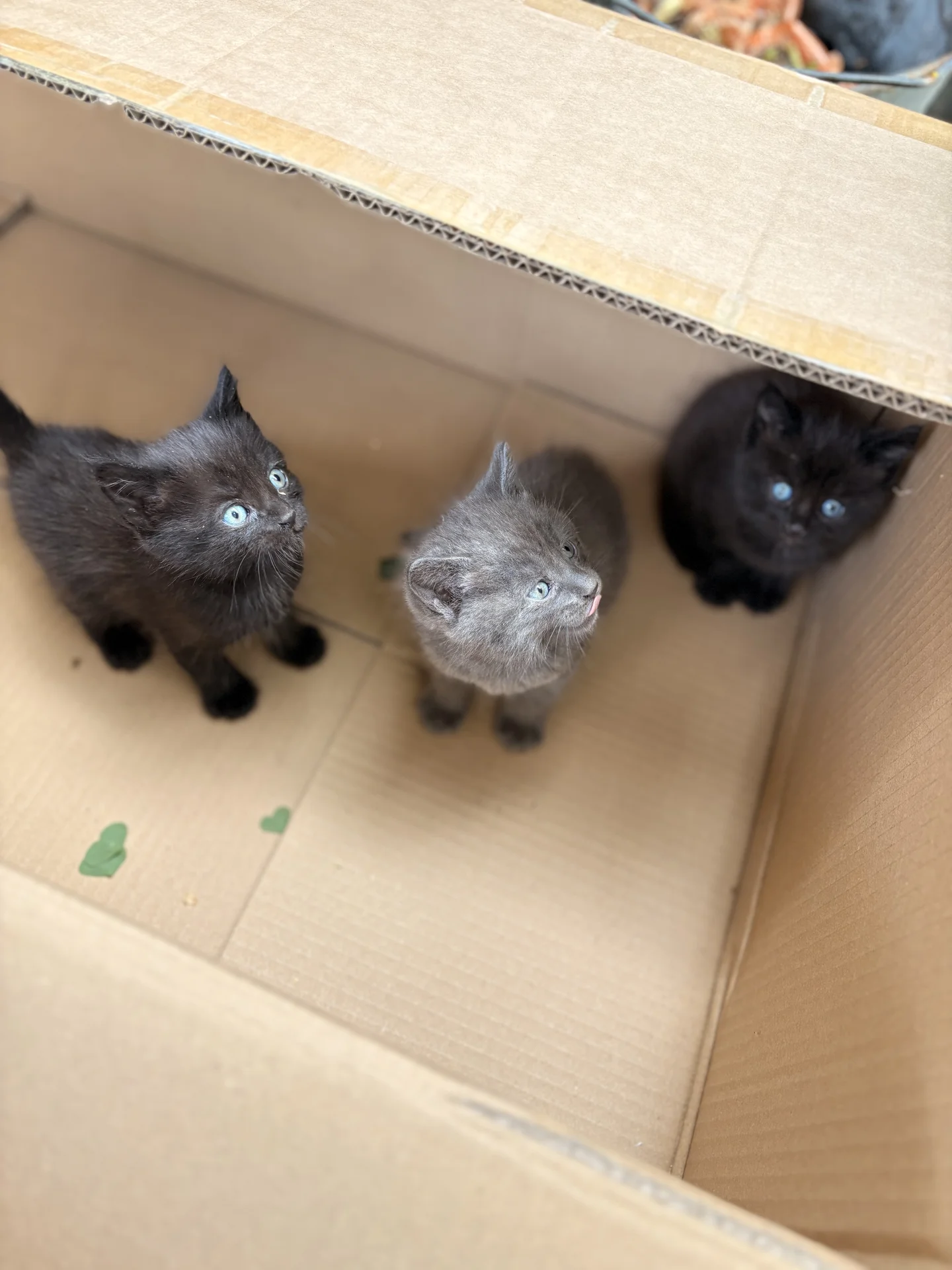 Котята в добрые руки - миниатюра 3