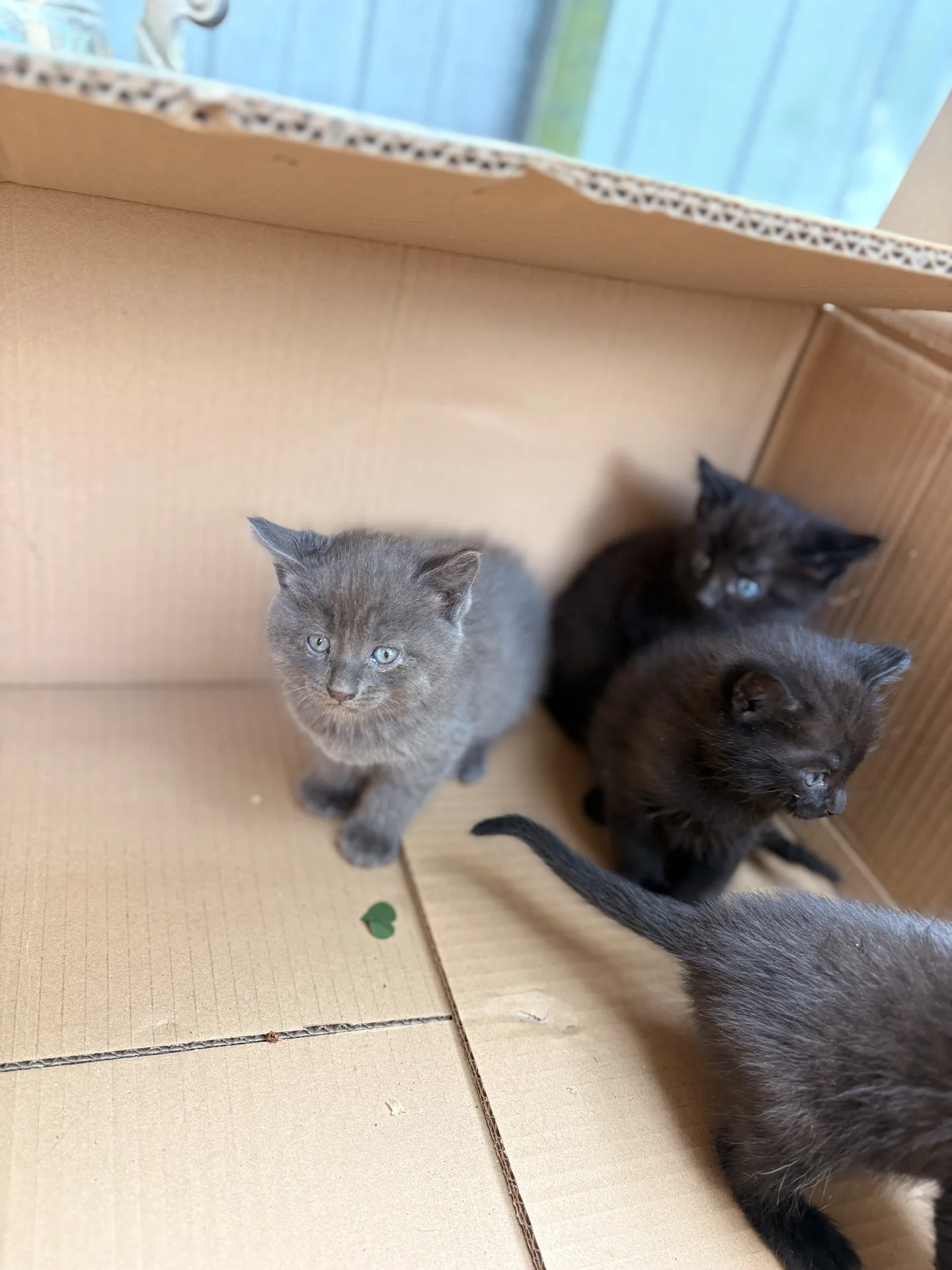 Котята в добрые руки - миниатюра 5