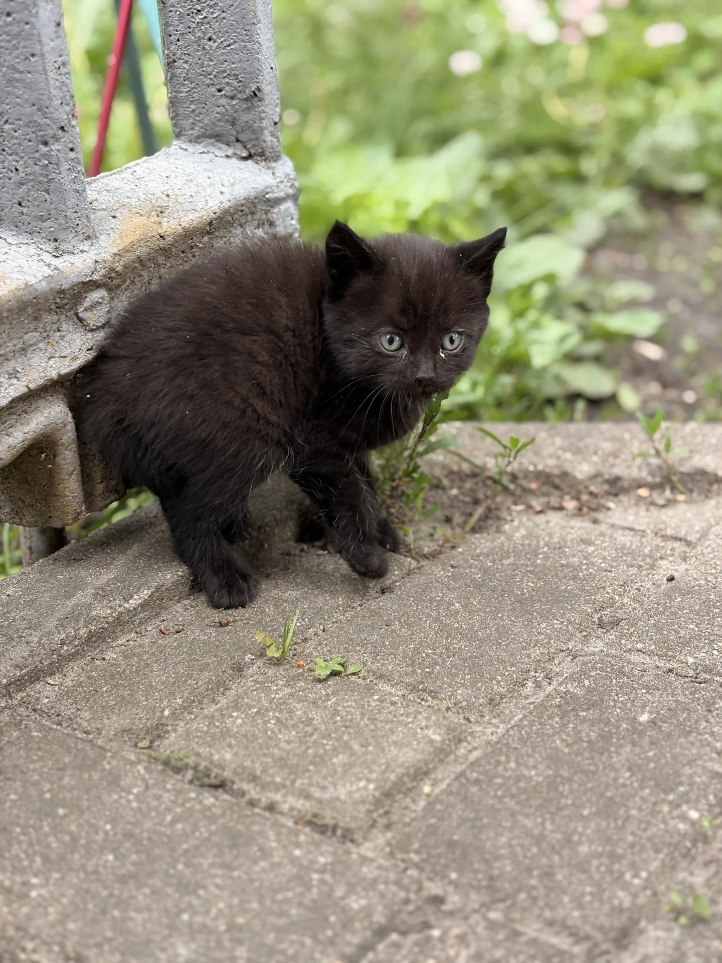 Котята в добрые руки - миниатюра 6
