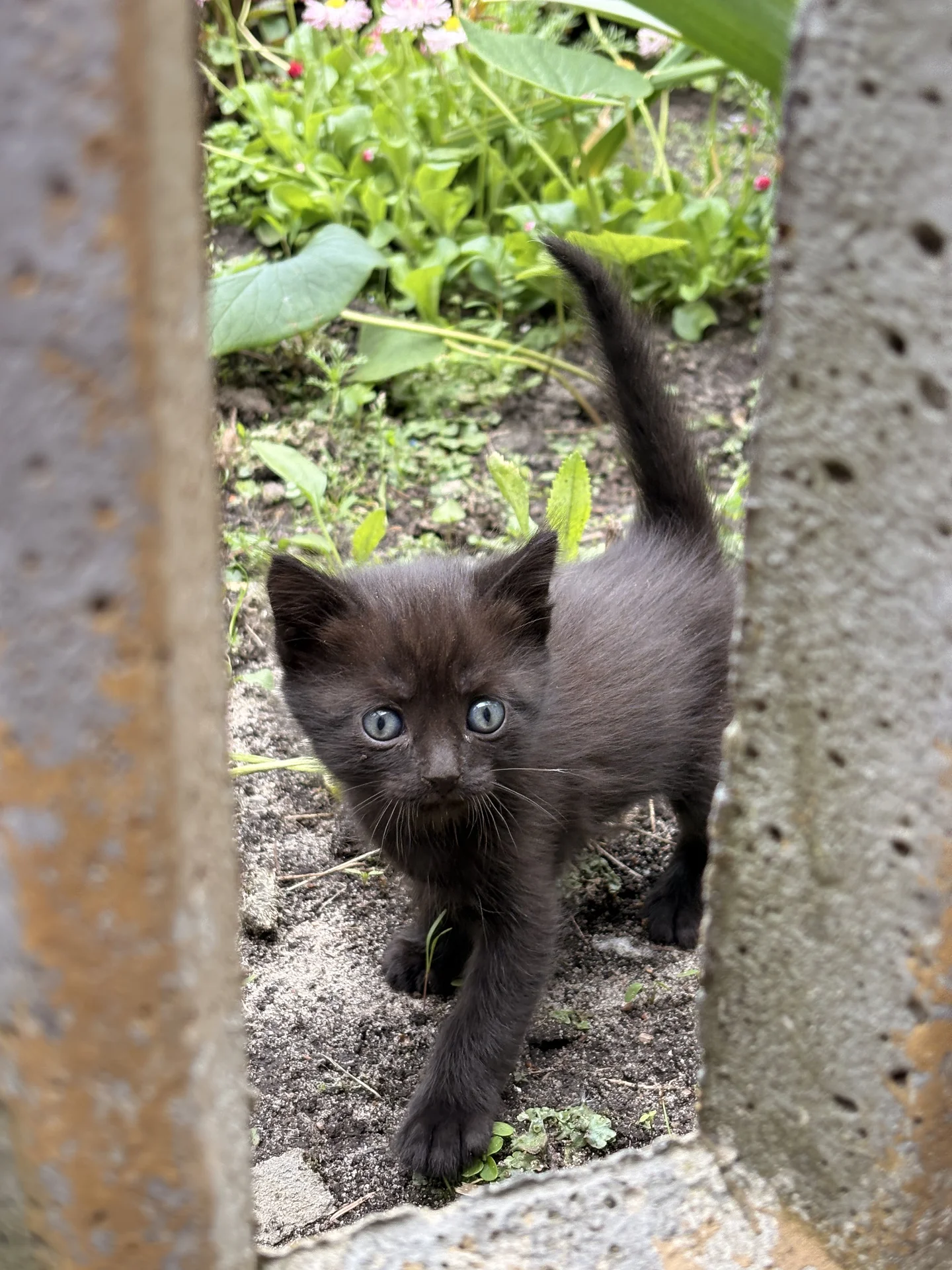 Котята в добрые руки - миниатюра 7