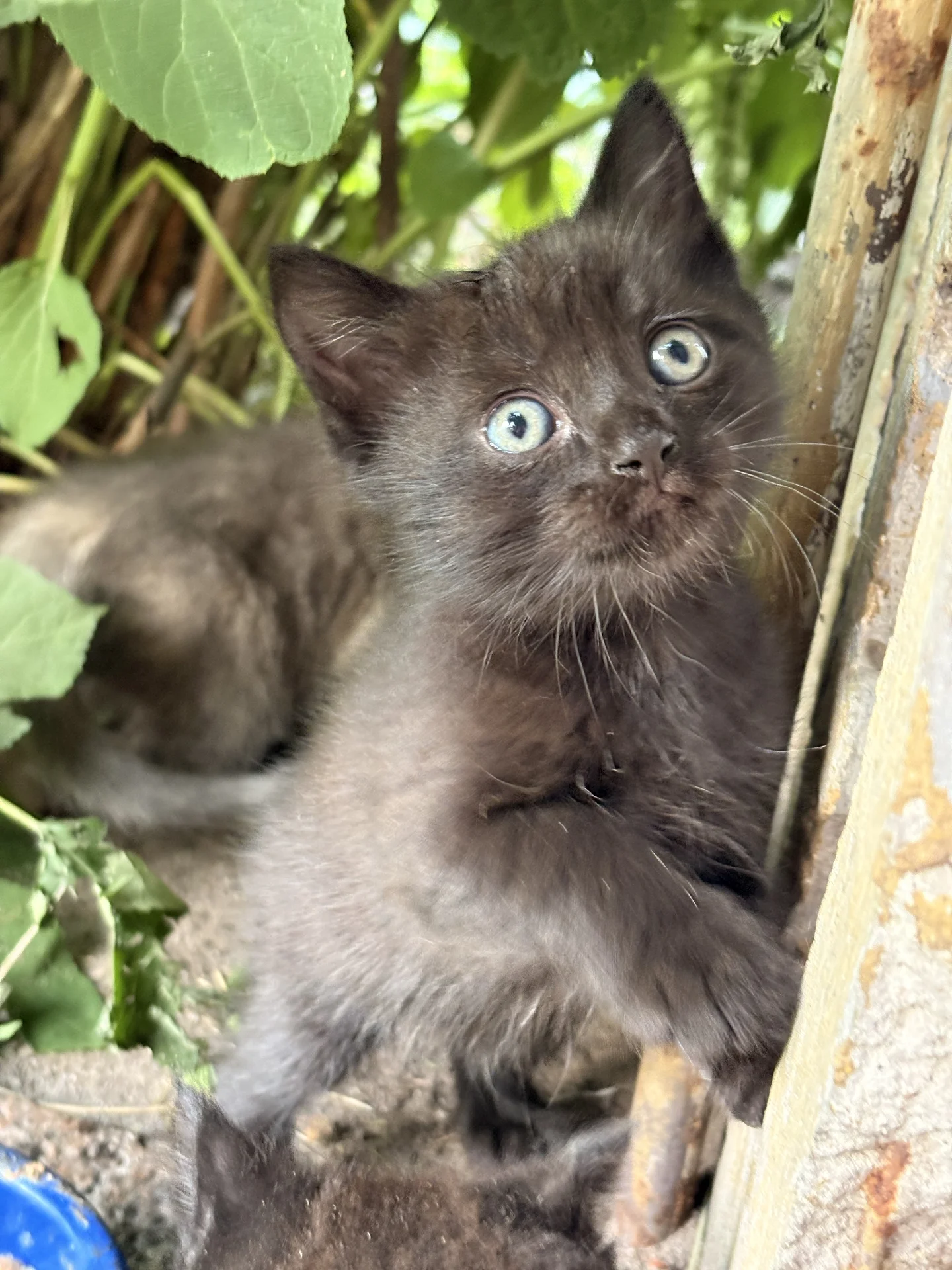 Котята в добрые руки - миниатюра 9