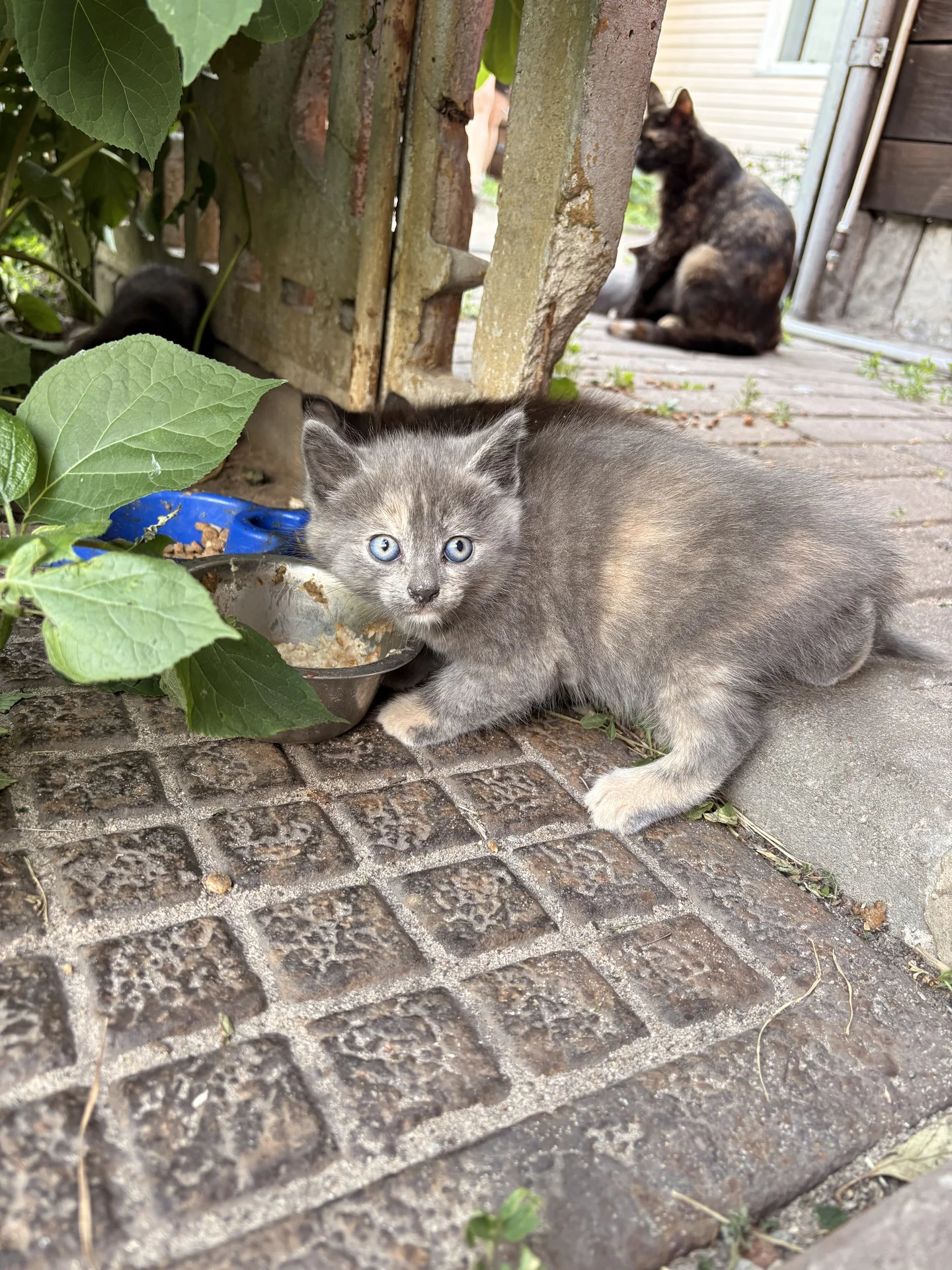 Котята в добрые руки - миниатюра 10