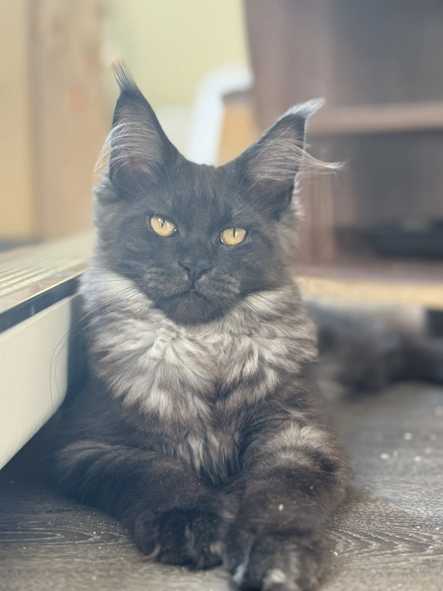 Котенок мейн кун - миниатюра 2