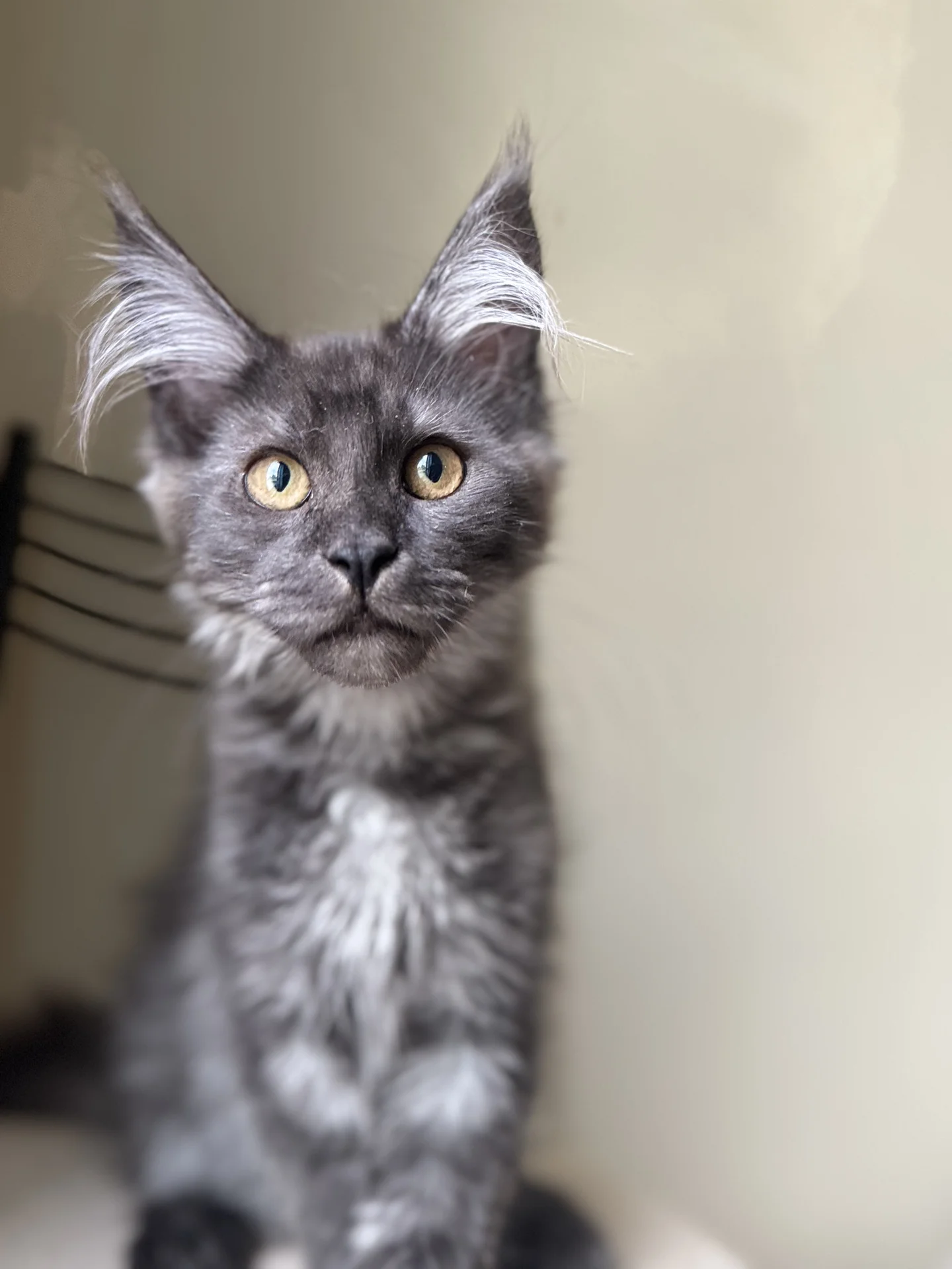 Котята мейн кун