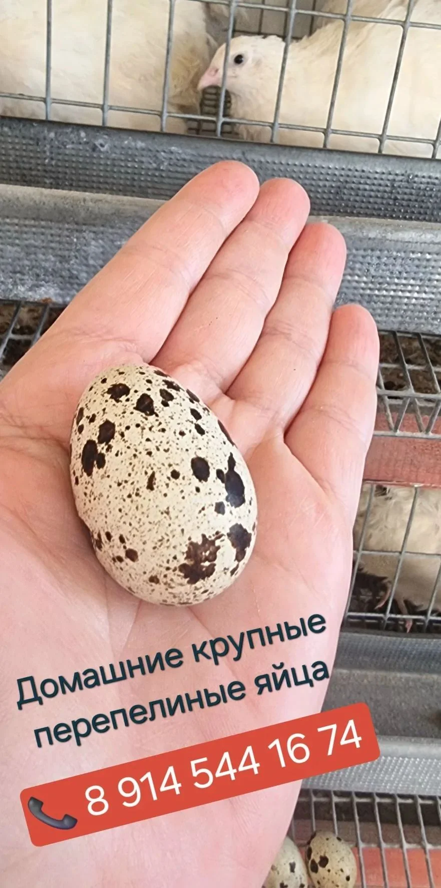 Мясо Перепелки - миниатюра 2