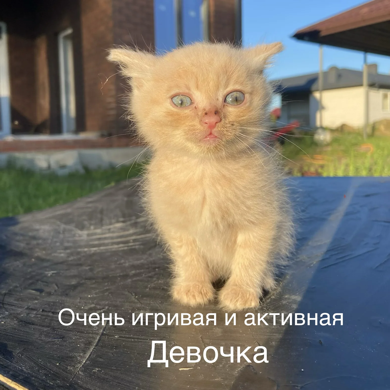 Котята в добрые руки - миниатюра 2