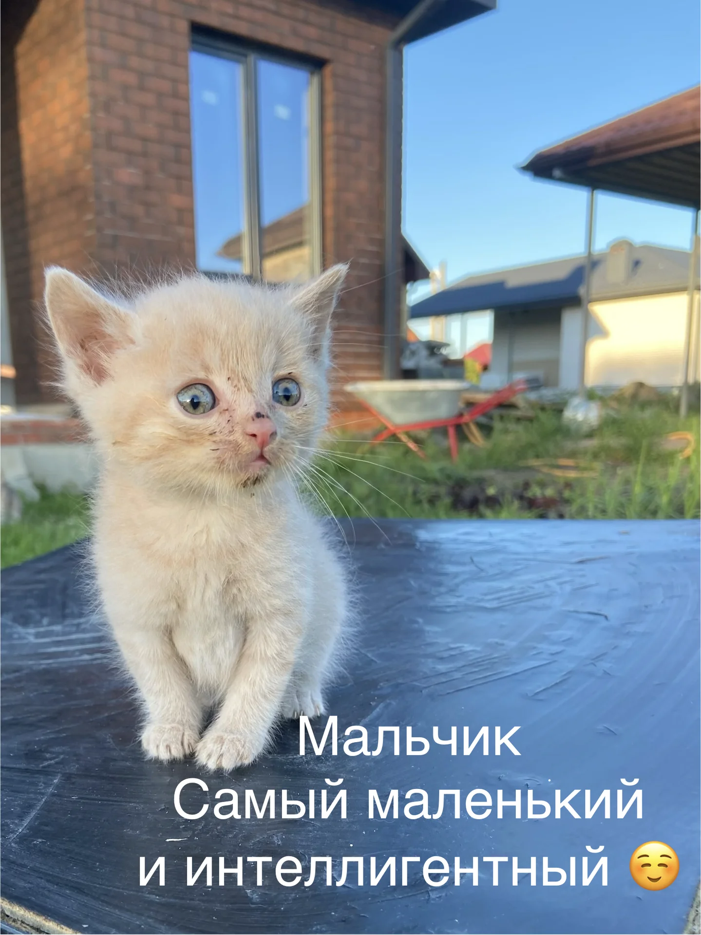 Котята в добрые руки - миниатюра 3