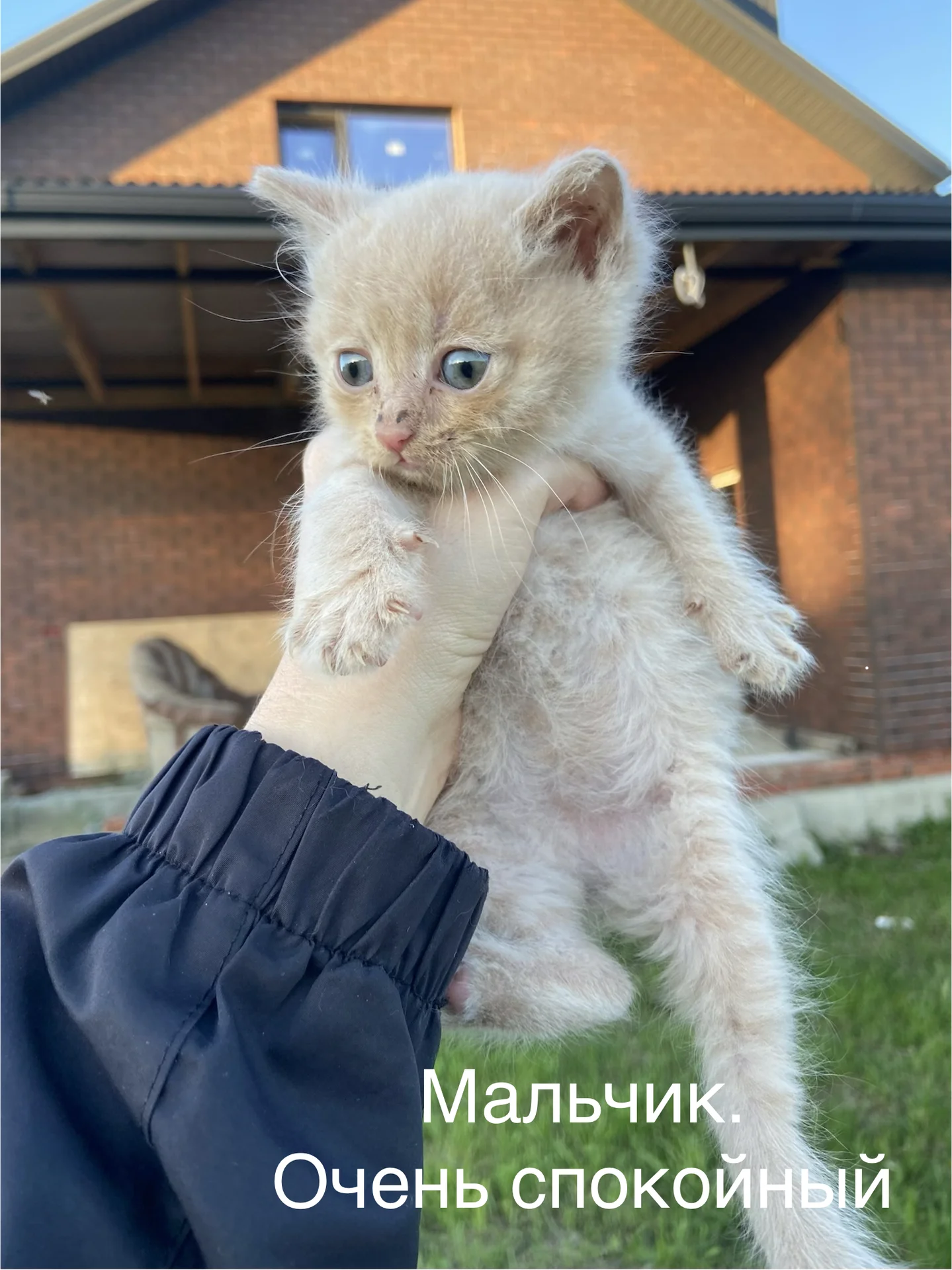 Котята в добрые руки - миниатюра 4