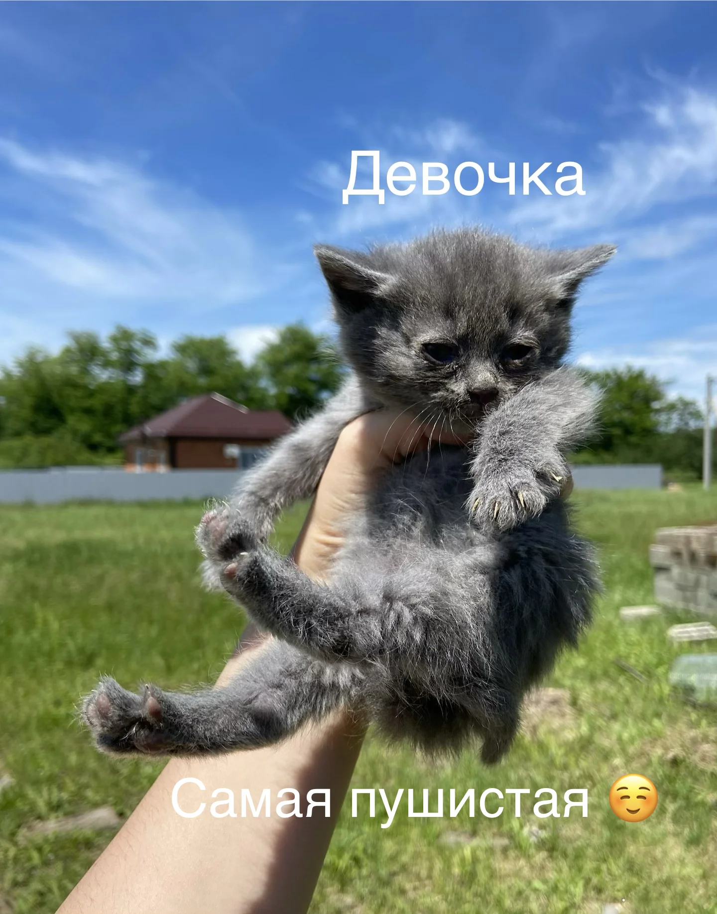 Котята в добрые руки - миниатюра 5