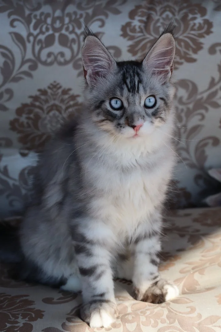 Котёнок мейн-кун, полидакт, ДГГ (голубые глаза), гетерохромией - миниатюра 5