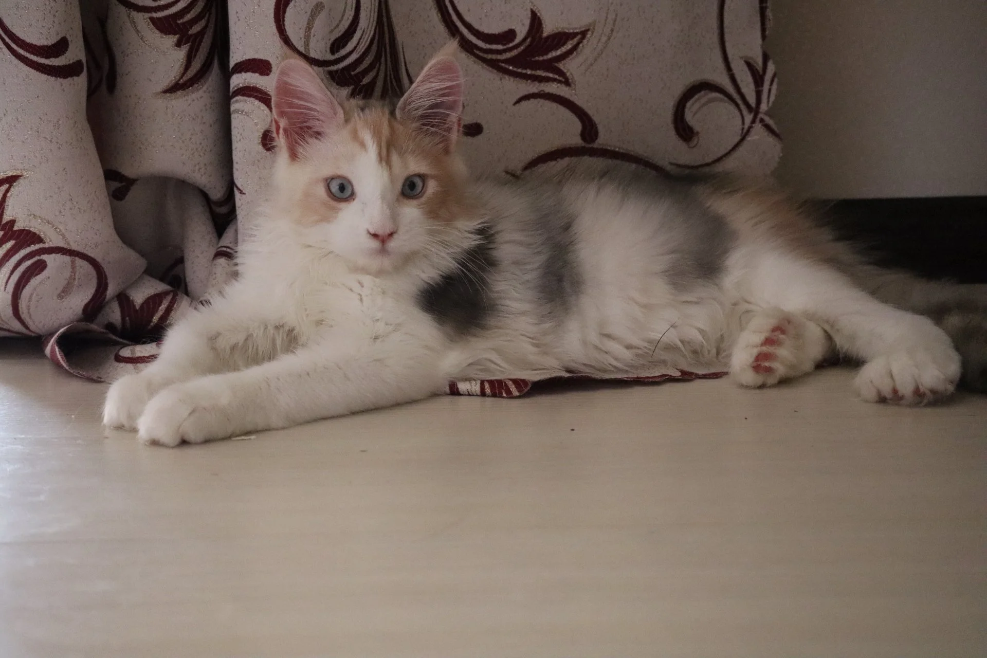 Котёнок мейн-кун, полидакт, ДГГ (голубые глаза), гетерохромией - миниатюра 6