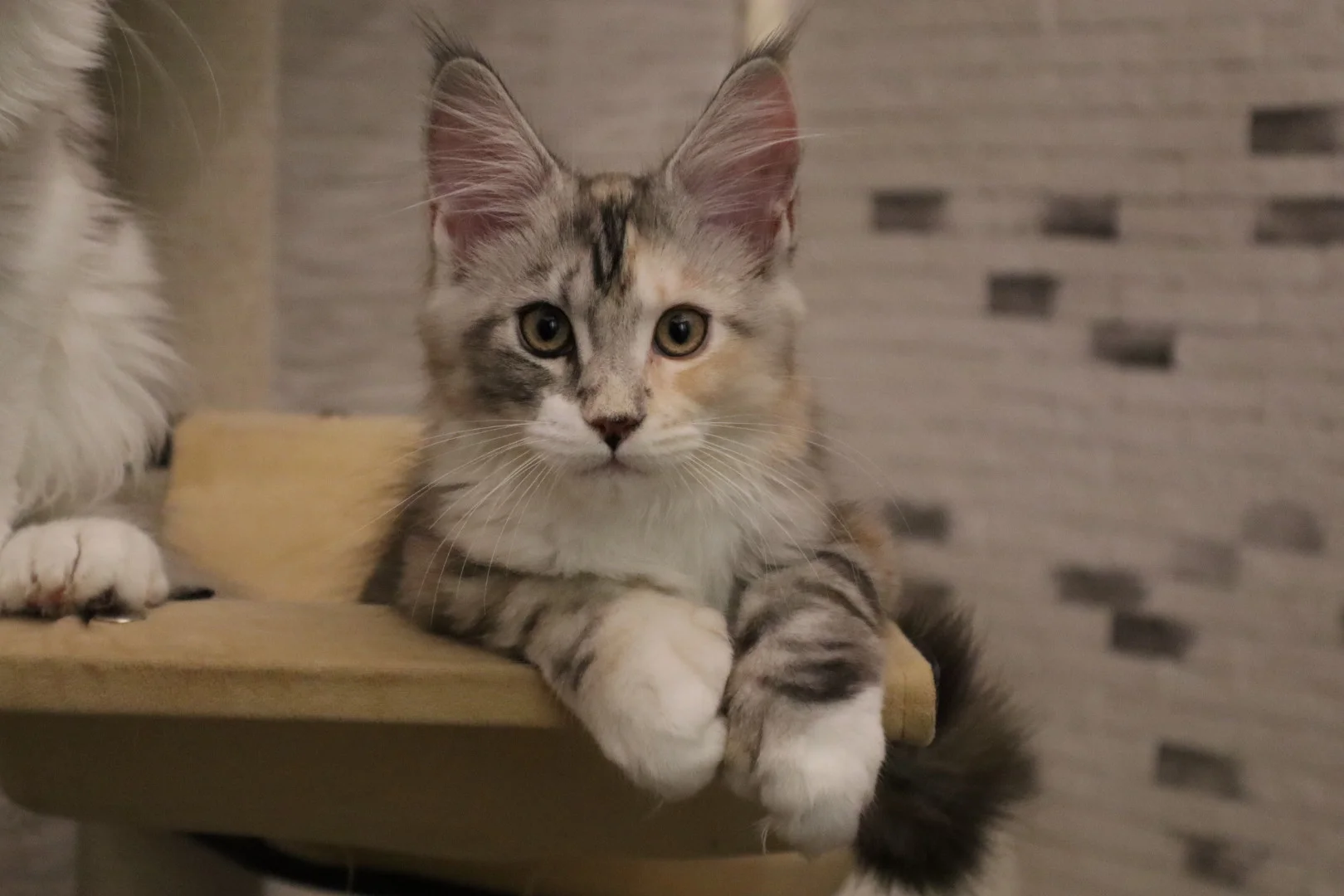 Котёнок мейн-кун, полидакт, ДГГ (голубые глаза), гетерохромией - миниатюра 7