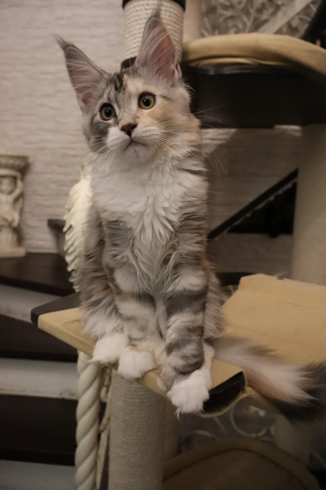 Котёнок мейн-кун, полидакт, ДГГ (голубые глаза), гетерохромией - миниатюра 8
