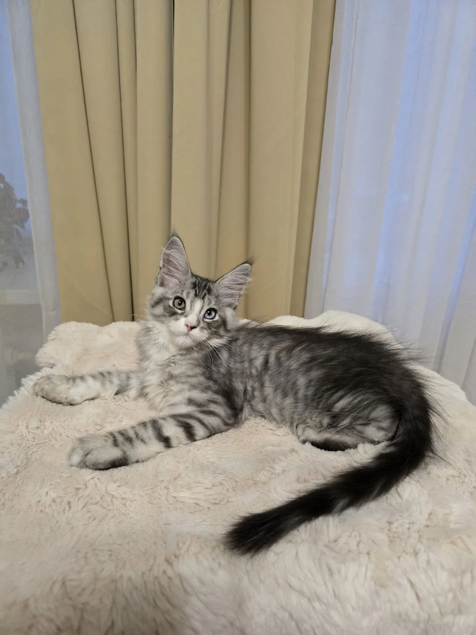 Котёнок мейн-кун, полидакт, ДГГ (голубые глаза), гетерохромией - миниатюра 12