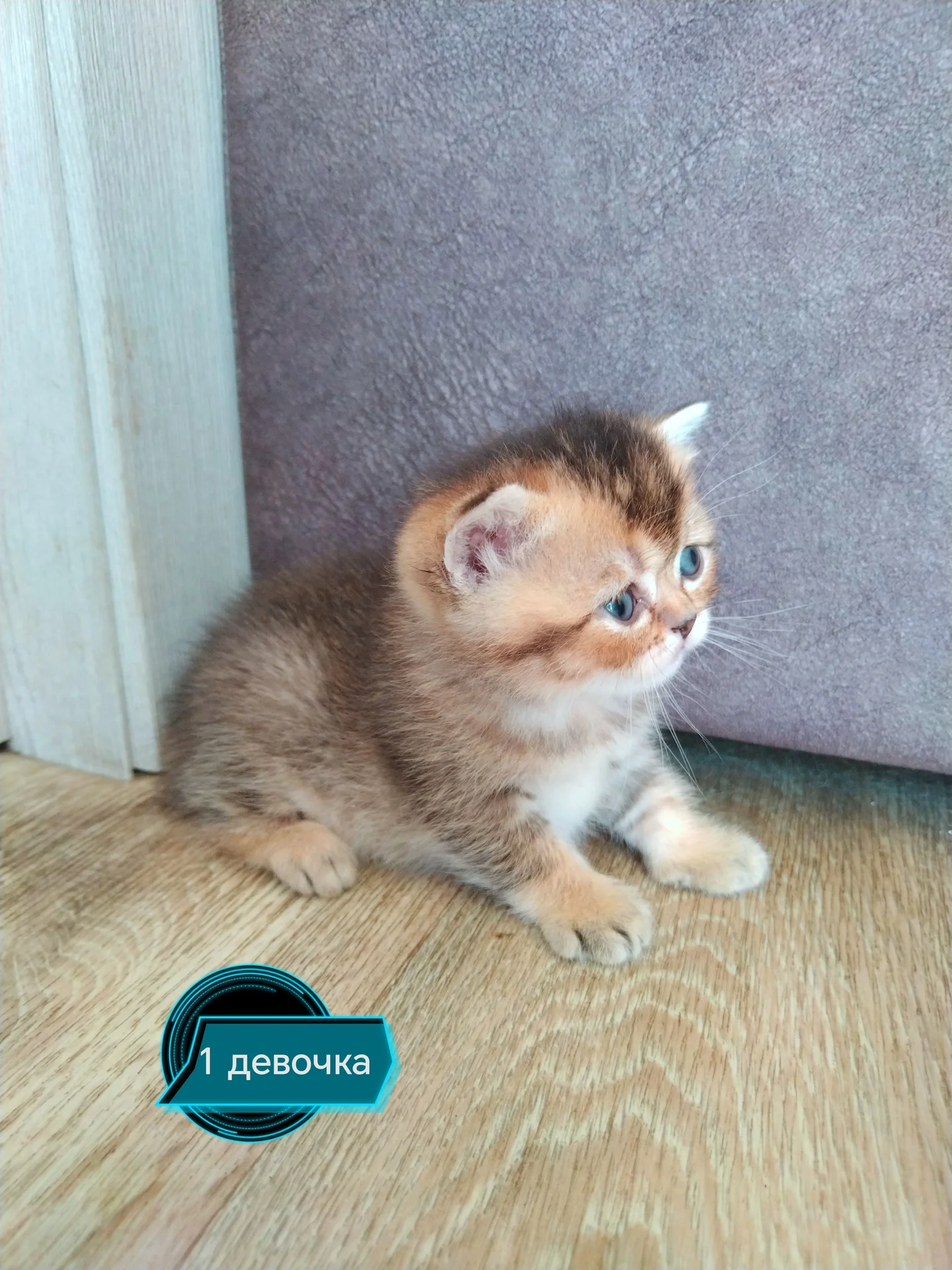 Шотландские котята - изображение 1
