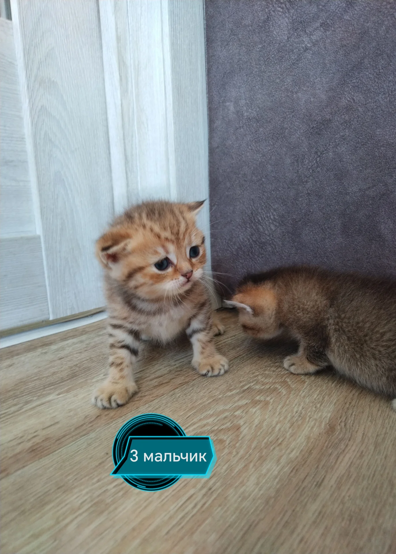 Шотландские котята - миниатюра 3