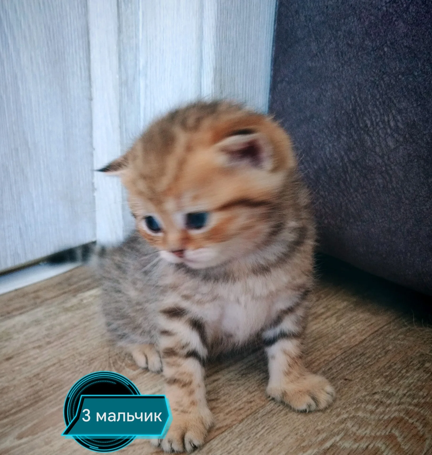 Шотландские котята - миниатюра 4